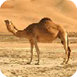 骆驼荒漠逃生