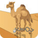 骆驼沙漠逃生